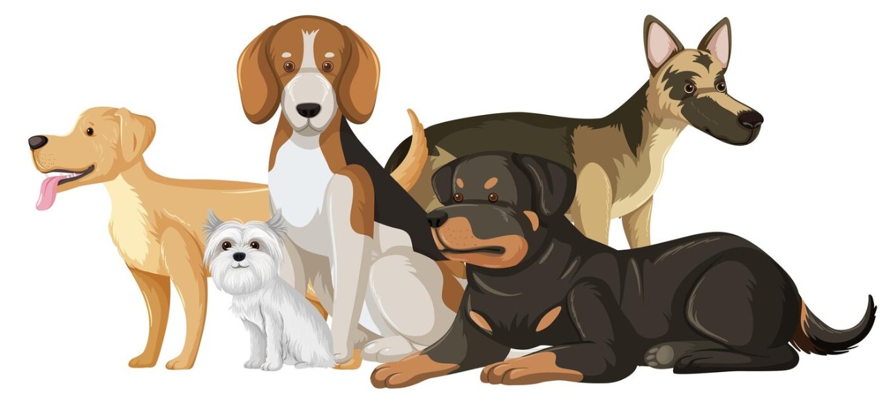 Dog’s-Size-and-Breed